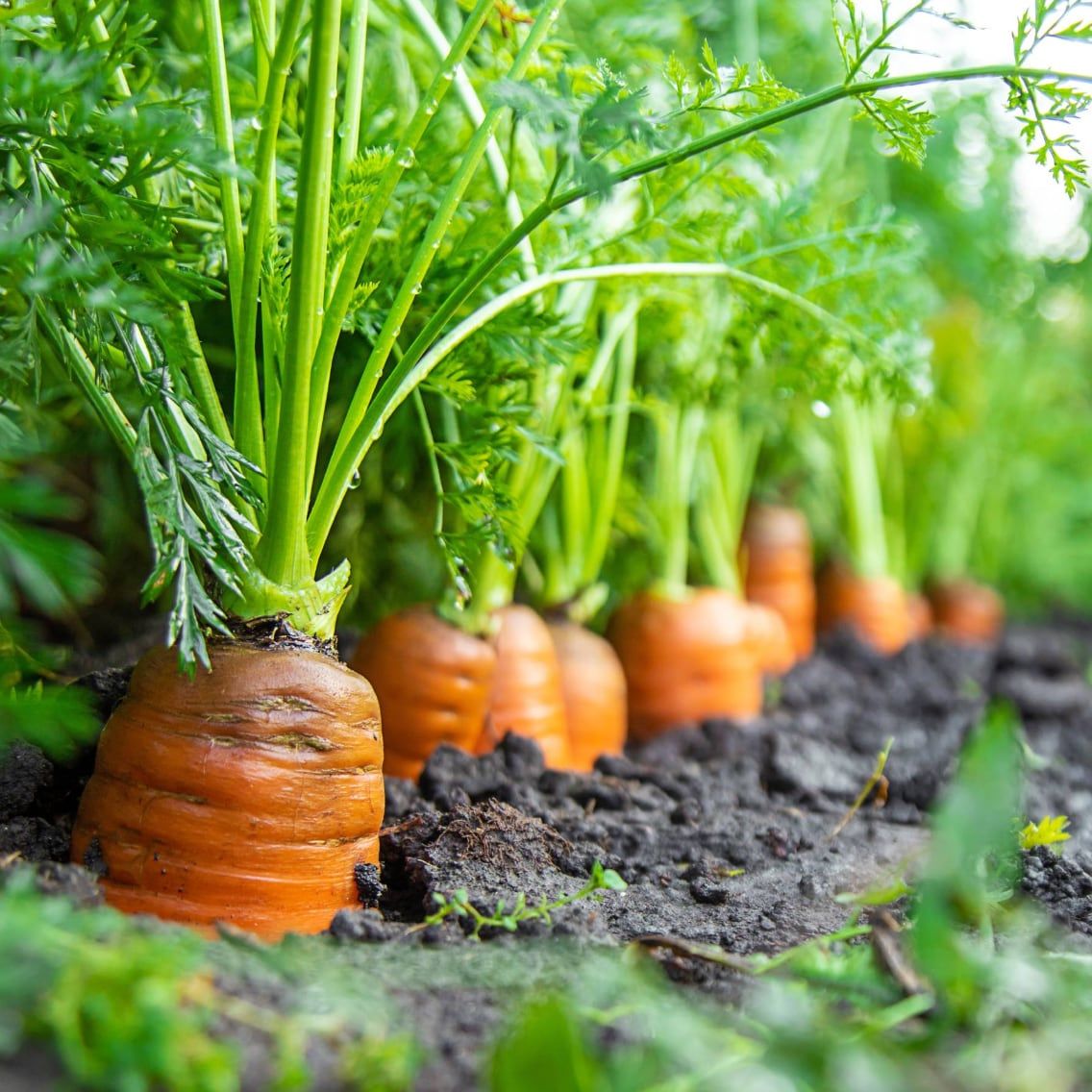 vitamine k2 et d3 effets secondaires