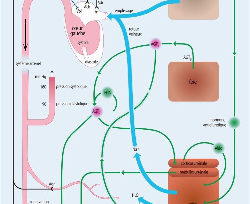 Comprendre l’acouphène pulsatile: causes et solutions pour un quotidien apaisé