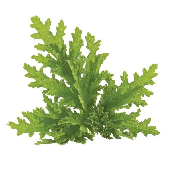 précautions citronnelle