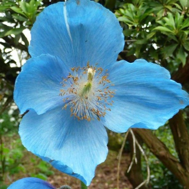 Bleu de Méthylène Interdit