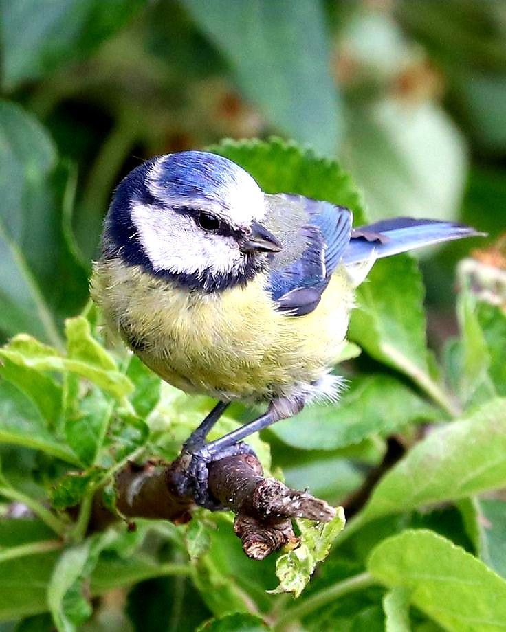 Bleu de Méthylène Alternatives