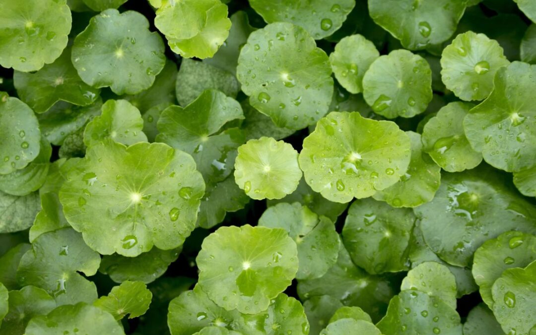 L’herbe du tigre : les vertus réparatrices de la centella expliquées